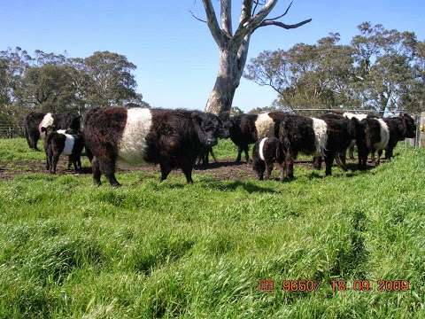 Photo: Clanfingon Belted Galloway